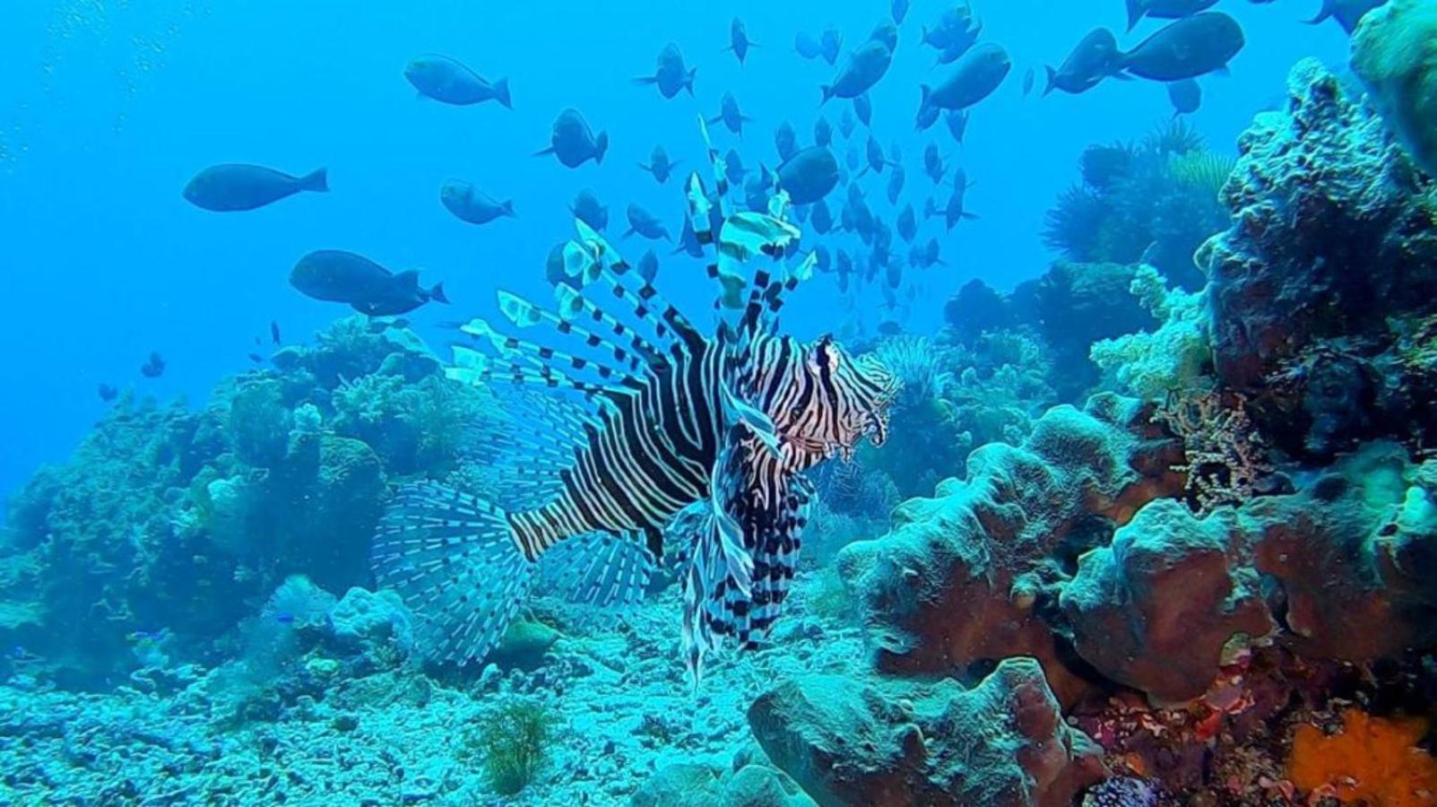 Sunia Loka Bungalows & Dive Center Pemuteran Εξωτερικό φωτογραφία